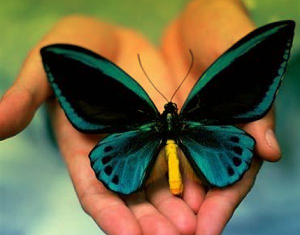 butterfly on hands