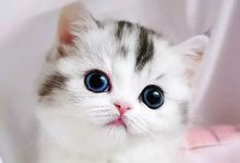 cute cat 6
